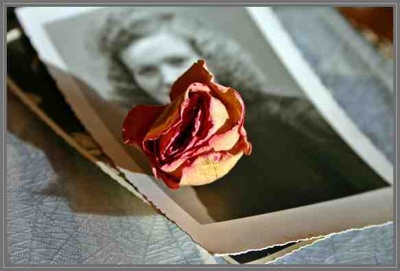 Dried Rose and Old Photo Memory